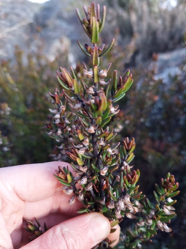 Prostanthera phylicifolia, photograph 6