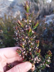 Prostanthera phylicifolia, photograph (c) Nina Kerr, some rights reserved (CC BY)