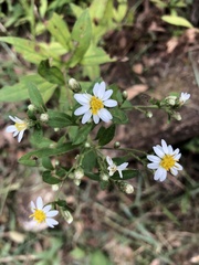 Aster baccharoides