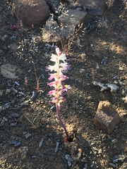 Lachenalia comptonii