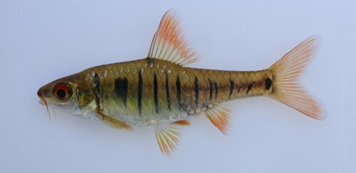 African banded barb (Enteromius fasciolatus) — Cyprinidae — 5