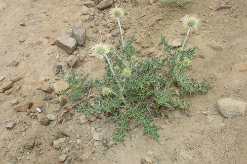 Echinops cornigerus, photograph 2