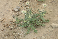 Echinops cornigerus, photograph (c) Edmundas Greimas, some rights reserved (CC BY)