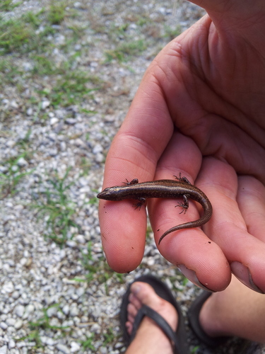 Moth Skink