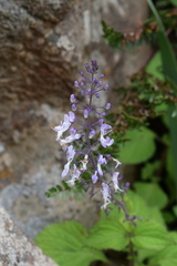 Plectranthus grallatus