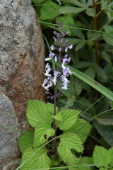 Plectranthus grallatus