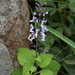 Plectranthus grallatus - Photo (c) Alison Young, alguns direitos reservados (CC BY-NC), uploaded by Alison Young