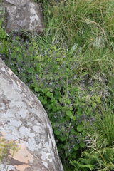 Plectranthus grallatus