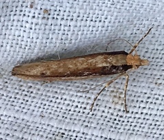 Ypsolopha ustella
