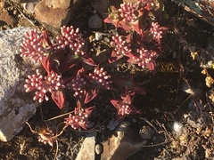 Crassula deltoidea