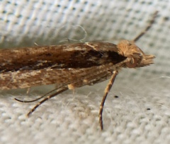 Ypsolopha ustella