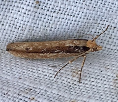 Ypsolopha ustella