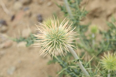 Echinops cornigerus, photograph (c) Edmundas Greimas, some rights reserved (CC BY)