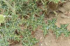 Echinops cornigerus