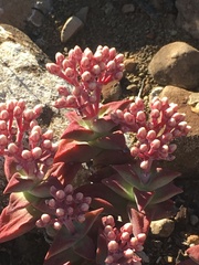 Crassula deltoidea