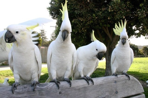 Sulphur-crested Cockatoo, photo 6 of 9