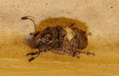 Toxonotus cornutus