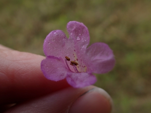Roundstem false foxglove (Agalinis gattingeri)
