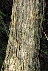 Coptosperma supra-axillare