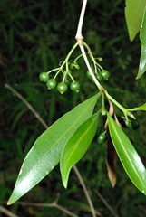 Coptosperma supra-axillare