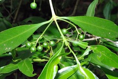 Coptosperma supra-axillare