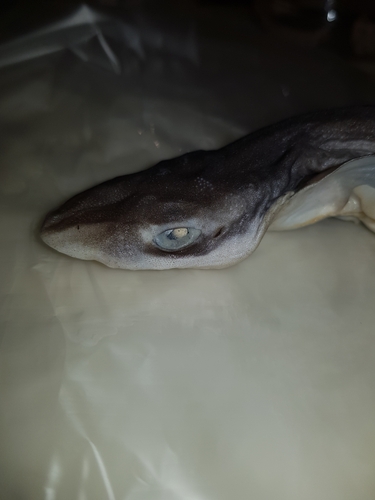 Blacktip sawtail cat shark (Galeus sauteri) — Scyliorhinidae