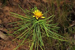 Geigeria burkei
