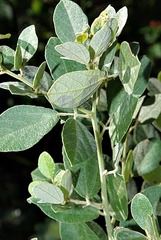 Rhynchosia komatiensis