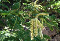 Acacia ataxacantha image