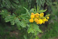 Acacia natalitia image