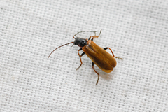 Rhagonycha fugax