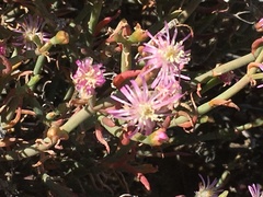 Mesembryanthemum junceum