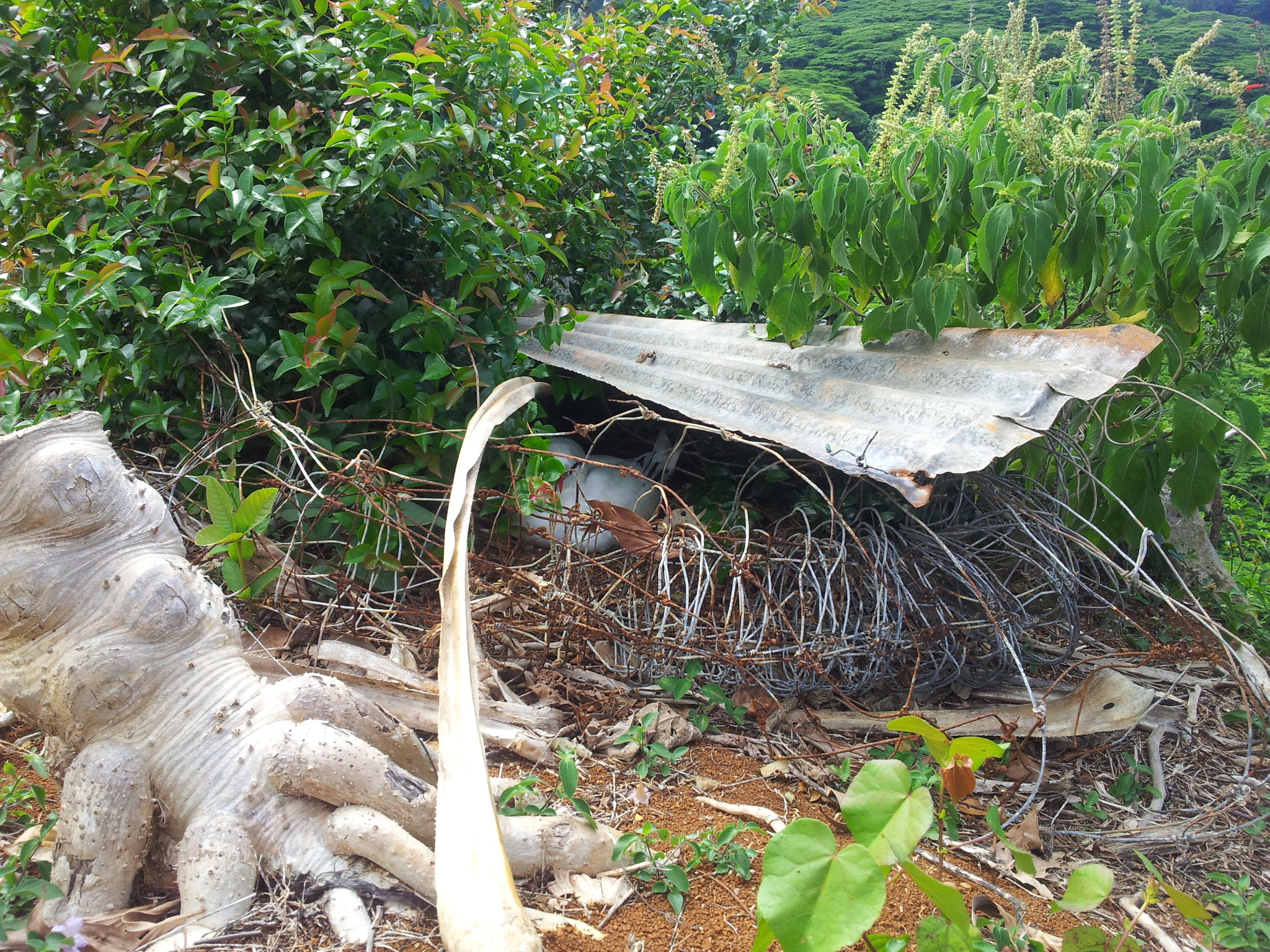 Red-tailed Tropicbird