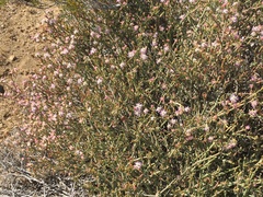 Mesembryanthemum junceum