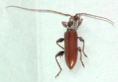 Ceresium zeylanicum