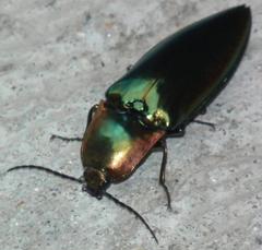 Campsosternus auratus