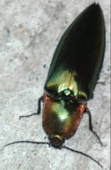 Campsosternus auratus