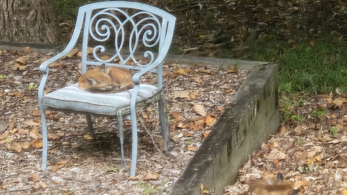Red Fox photographed in Maryland