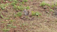 Sciurus carolinensis