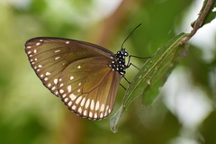 Euploea klugii