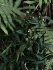 Lepidagathis incurva