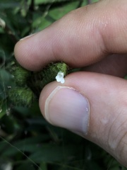 Lepidagathis incurva