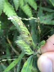 Lepidagathis incurva