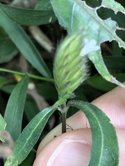 Lepidagathis incurva