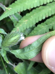 Lepidagathis incurva