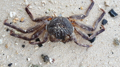Grapsus tenuicrustatus