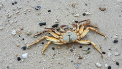 Grapsus tenuicrustatus