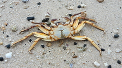 Grapsus tenuicrustatus