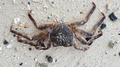 Grapsus tenuicrustatus