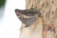 Charaxes solon